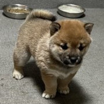 柴犬(豆柴)【岡山県・男の子・2023年3月15日・赤毛】の写真「小柄でかわちい豆柴ちゃんです。　」