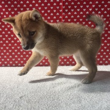 柴犬(豆柴)【岡山県・女の子・2023年8月15日・赤毛】の写真「大人しい女の子です　眼が特徴的です」