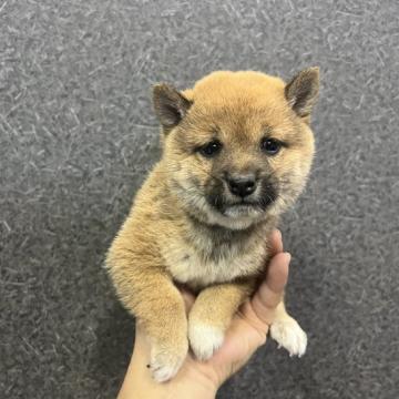 柴犬(豆柴)【岡山県・女の子・2022年9月11日・赤毛】の写真「よく食べてよく遊んでいます」