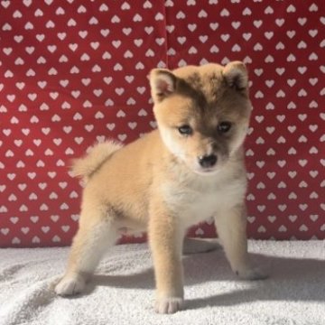 柴犬(豆柴)【岡山県・女の子・2023年9月19日・赤毛】の写真「3代豆柴認定犬　綺麗な赤毛がたまりません！！」