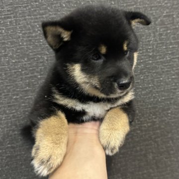 柴犬(豆柴)【岡山県・男の子・2024年5月5日・黒毛】の写真「見学お待ちしております。　大人しい男の子です。」