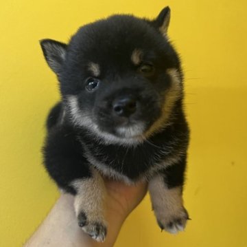 柴犬(豆柴)【岡山県・男の子・2023年6月7日・黒毛】の写真「かわちい！黒豆です！　すくすく育ってます！」