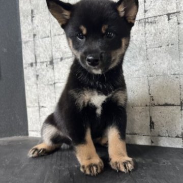 柴犬(豆柴)【岡山県・男の子・2023年7月5日・黒毛】の写真「チャームポイントの眉毛が可愛い　三代豆柴認定犬」