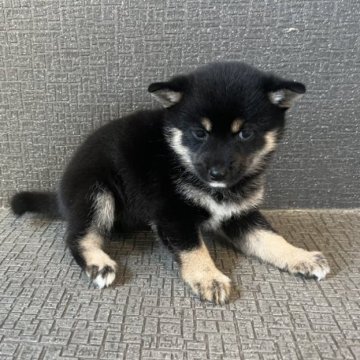 柴犬(豆柴)【岡山県・女の子・2023年5月31日・黒毛】の写真「元気な女の子です！　黒毛三兄弟登場！」