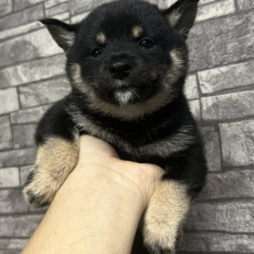 柴犬(豆柴)【岡山県・女の子・2023年5月31日・黒毛】の写真「黒毛の三兄弟の次女です。　すくすく育ってます。」