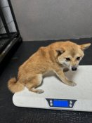 柴犬【・女の子・2022年9月20日・赤毛】