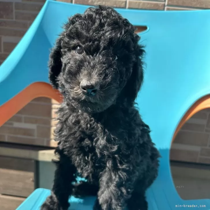 ID:2403-00639の子犬