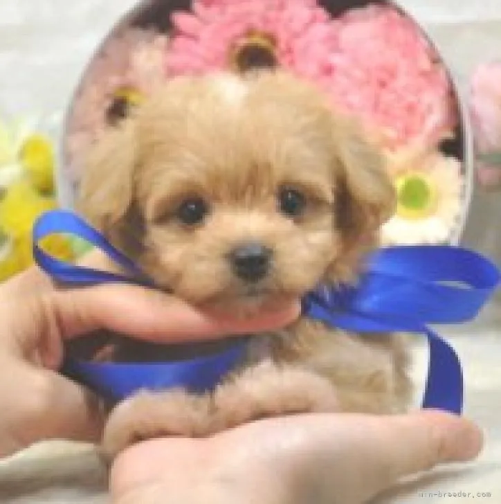 りーちゃん 様のお迎えした子犬
