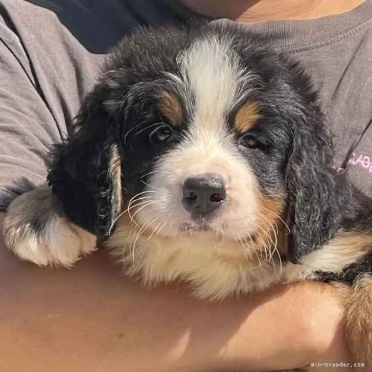 M.Y 様のお迎えした子犬