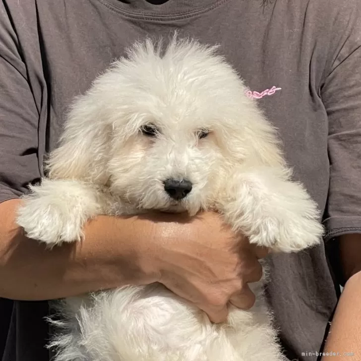 ゴールデンドゥードルF1B(プードル×ゴールデンドゥードルー)【岐阜県・男の子・2025年7月19日・クリーム】の写真1