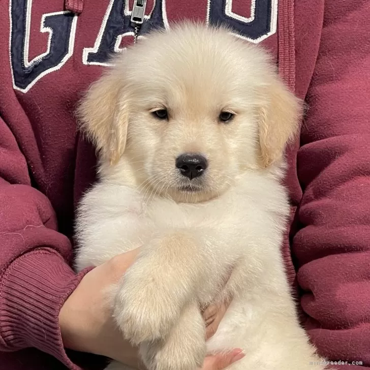 ID:2412-02701の子犬