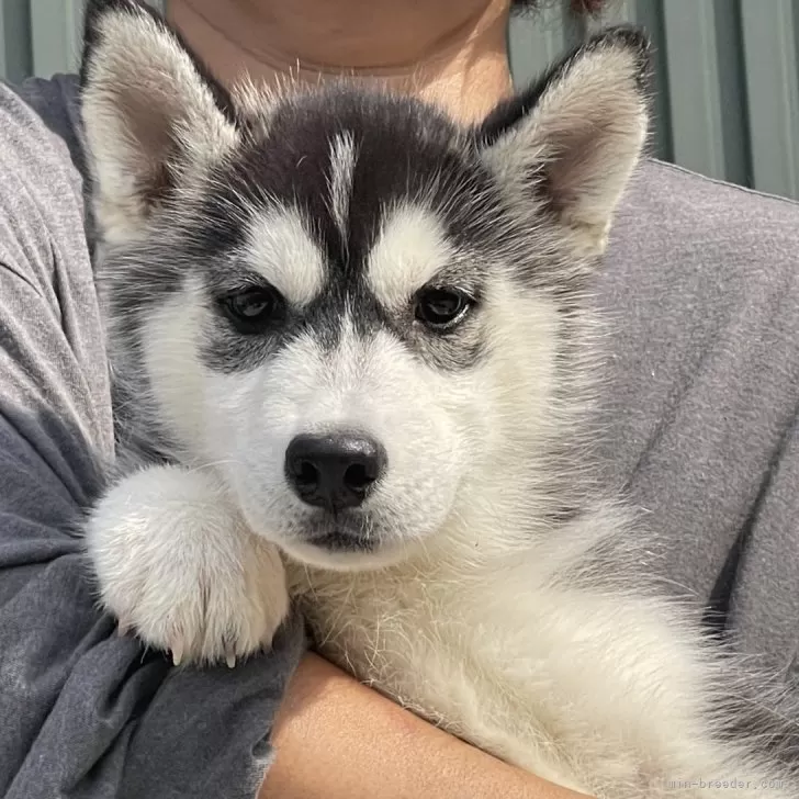 ID:2501-06727の子犬