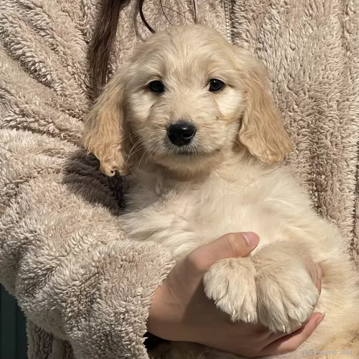 ID:2412-01455の子犬