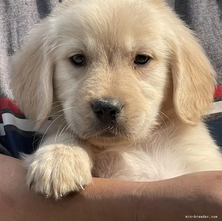 ID:2503-06646の子犬