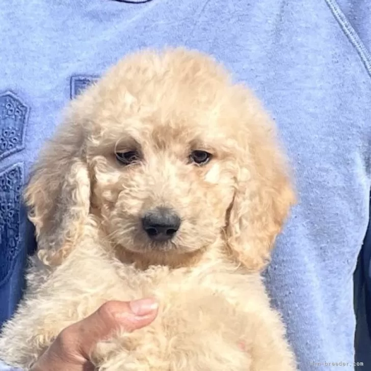 ゴールデンドゥードルF1B(プードル×ゴールデンドゥードル)【岐阜県・女の子・2025年9月22日・クリーム】の写真1