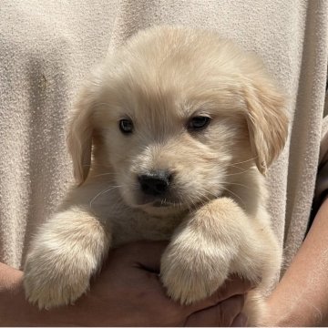 ゴールデンレトリバー【岐阜県・男の子・2025年3月13日・ゴールデン】の写真「可愛い顔してます790」