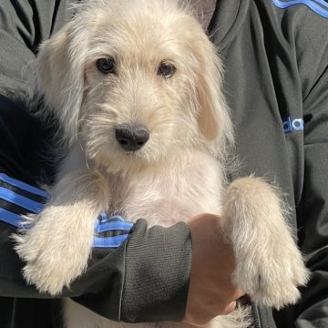 ラブラドゥードルF1B(プードル×ラブラドゥードル)【岐阜県・男の子・2025年6月30日・クリーム】の写真「可愛い顔してます534」