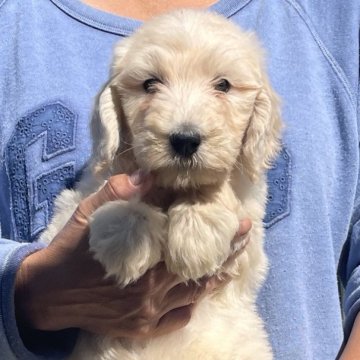ゴールデンドゥードルF1B(プードル×ゴールデンドゥードル)【岐阜県・女の子・2025年9月22日・クリーム】の写真「可愛い顔してます267」