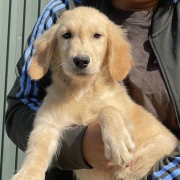 ゴールデンレトリバー【岐阜県・女の子・2025年7月5日・ゴールデン】の写真「可愛い顔してます170」