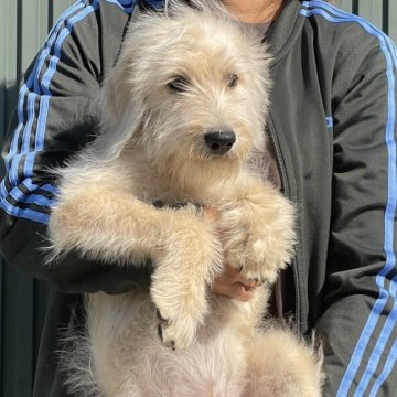 【岐阜県・男の子・2025年6月30日・クリーム】の写真「可愛い顔してます676」