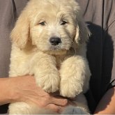 ゴールデンドゥードル(ゴールデンレトリバー×プードル)