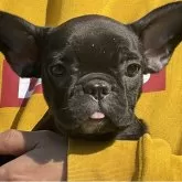 フレンチブルドッグ