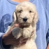 ゴールデンドゥードルF1B(プードル×ゴールデンドゥードル)【岐阜県・女の子・2025年9月22日・クリーム】の写真1