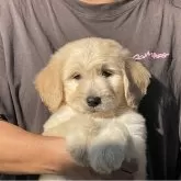 ゴールデンドゥードル(ゴールデンレトリバー×プードル)【岐阜県・女の子・2025年9月5日・クリーム】の写真1