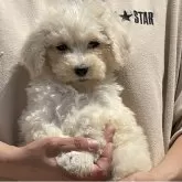 スタンダードプードル