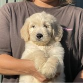ゴールデンドゥードル(ゴールデンレトリバー×プードル)