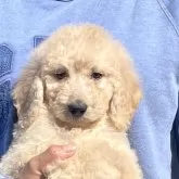 ゴールデンドゥードルF1B(プードル×ゴールデンドゥードル)【岐阜県・女の子・2025年9月22日・クリーム】の写真1