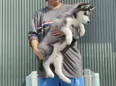 シベリアンハスキー【岐阜県・女の子・2024年12月7日・ブラック&ホワイト】の写真6