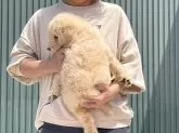 スタンダードプードル【岐阜県・女の子・2025年3月7日・クリーム】の写真7