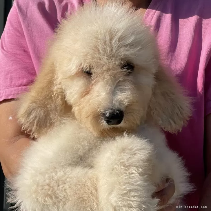 ID：2404-01248の子犬