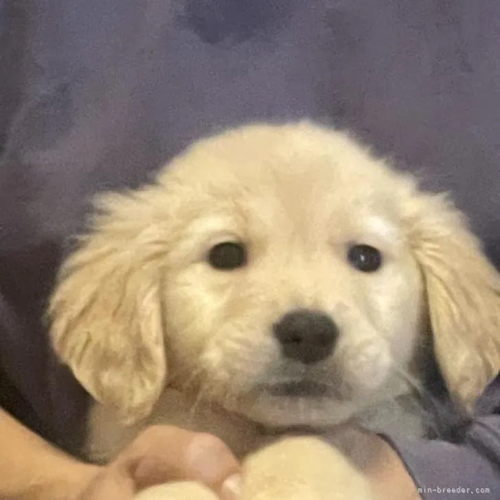 ID:2210-04009の子犬