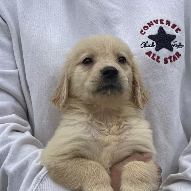 ID:2405-01448の子犬