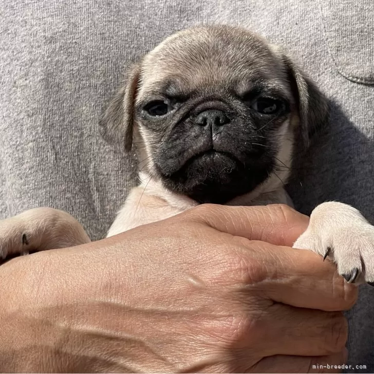 ID：2404-00131の子犬