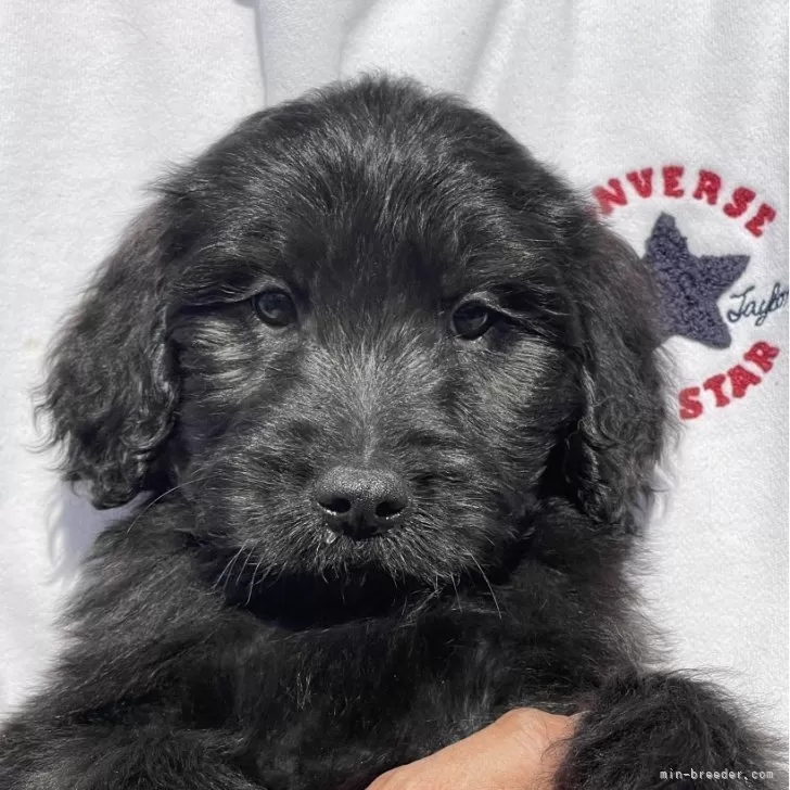 ID：2402-02372の子犬