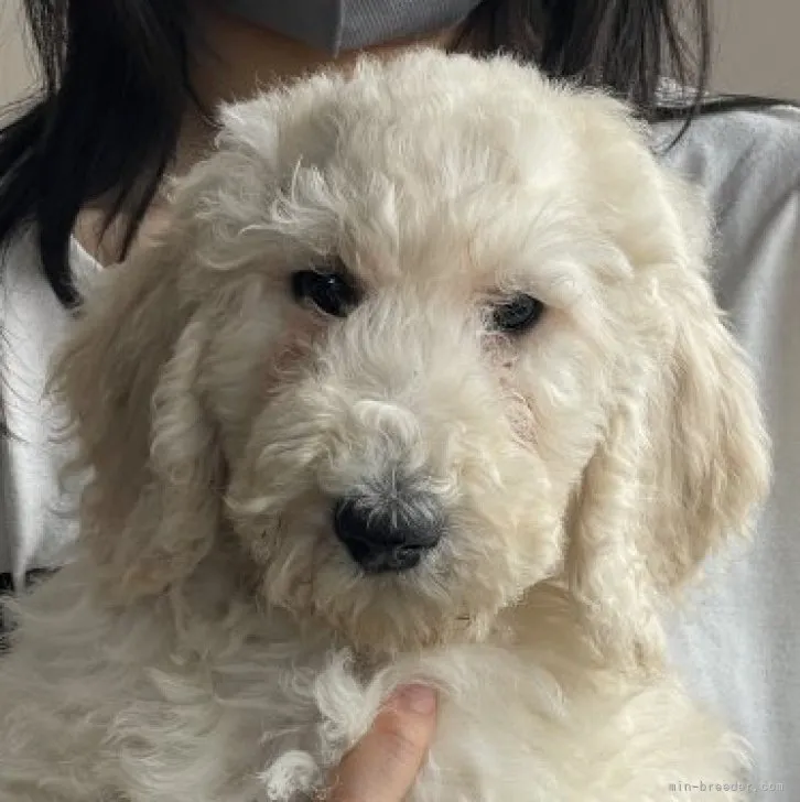 ID：2212-02662の子犬