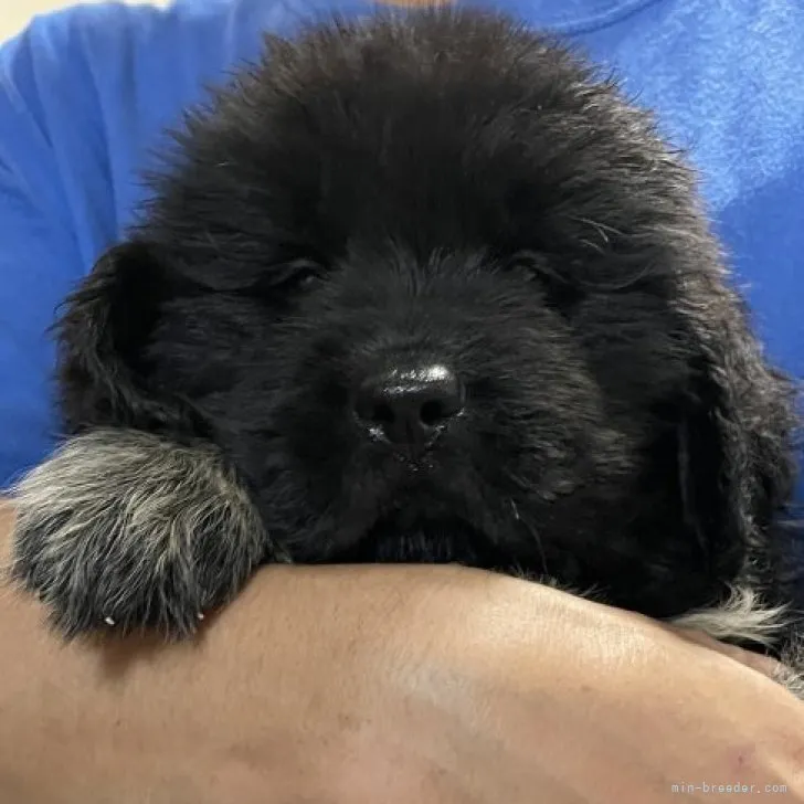 ID:2306-06367の子犬