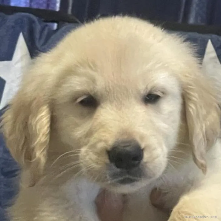 ID:2210-04003の子犬