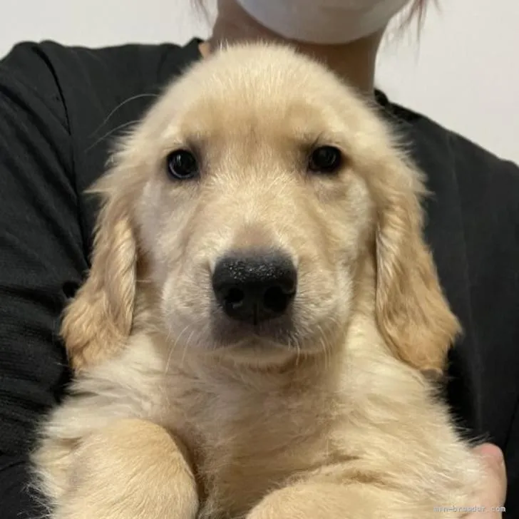 ID:2205-00150の子犬