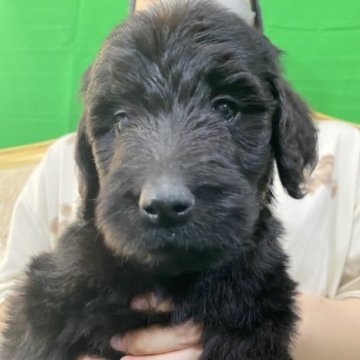 ゴールデンドゥードル【岐阜県・女の子・2023年1月16日・シルバー又はブラック】の写真「かわいい女の子です」