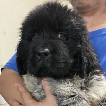 ニューファンドランド【岐阜県・男の子・2023年5月11日・ブラック&ホワイト又はランドシーア】の写真「珍しい犬種です
何もかも可愛いです」