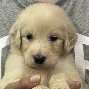 ゴールデンドゥードル【岐阜県・男の子・2023年6月1日・ホワイト又はクリーム】の写真「可愛い顔してます」