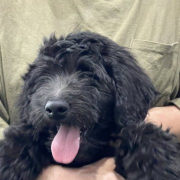 ゴールデンドゥードル【岐阜県・女の子・2023年1月16日・シルバー又はブラック】の写真「かわいい女の子です」