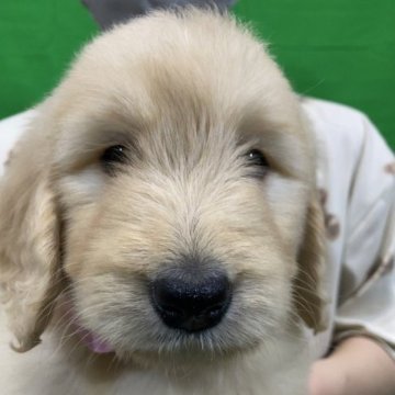 ゴールデンドゥードル【岐阜県・女の子・2023年1月16日・クリーム系】の写真「かわいい女の子です」