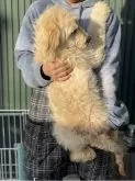ゴールデンドゥードル(ゴールデンレトリバー×プードル)【岐阜県・男の子・2023年7月30日・ゴールデン】の写真5