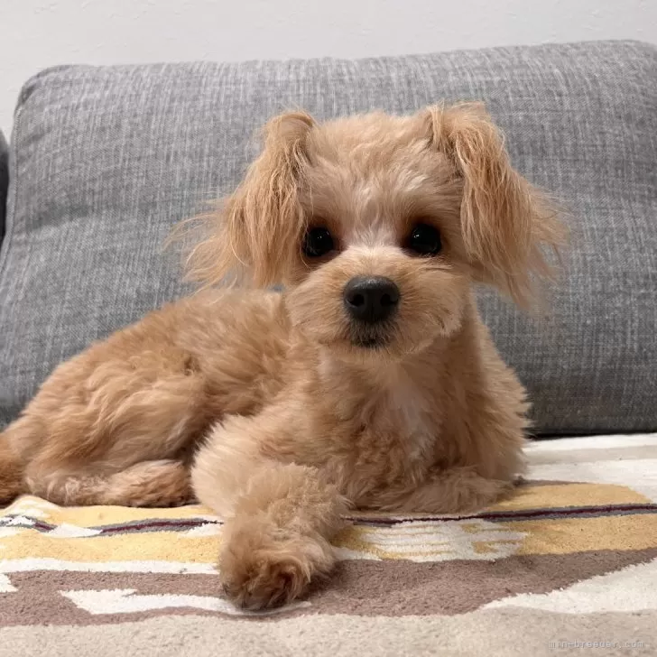 ID:2405-05469の子犬