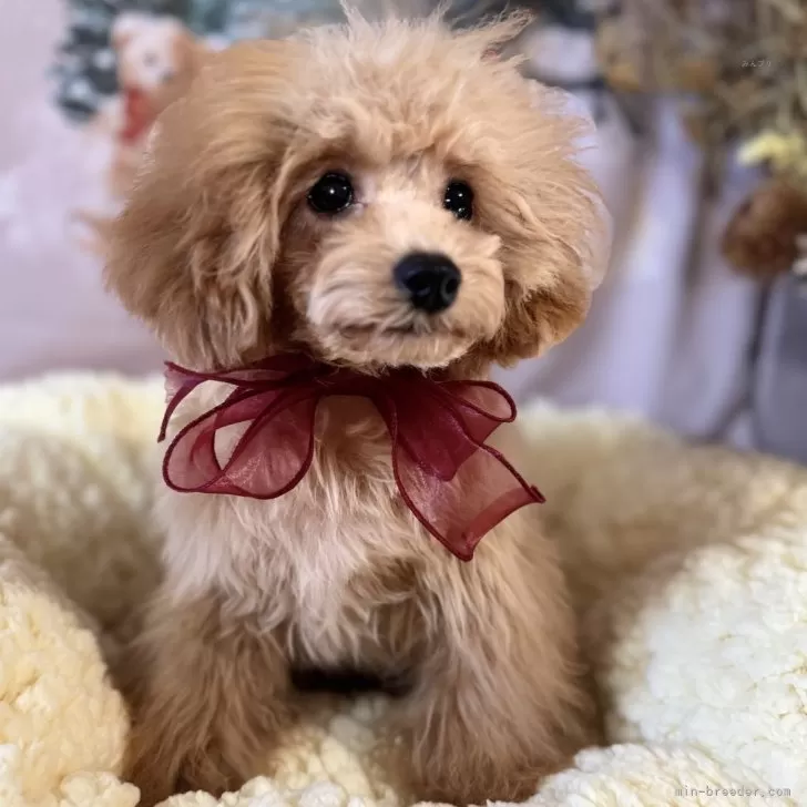 ID:2408-06068の子犬